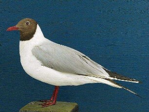 Lachmöwe
