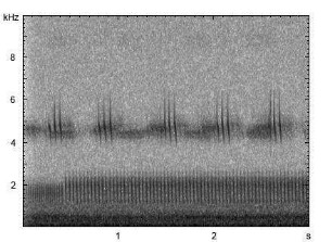 Ziegenmelker | Caprimulgus europaeus - Gesang