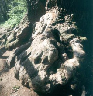 Wurzeln der Kamineiche im Urwald Sababurg