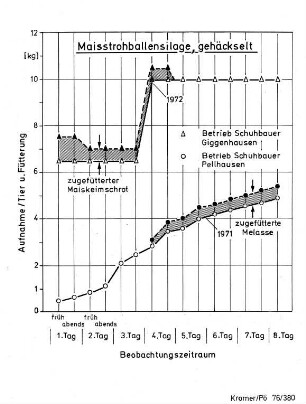 Futteraufnahme von gehäckselter Maisstrohballensilage