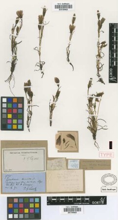 Gentiana bromifolia Griseb. [holotype]