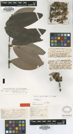Eugenia jambosoides C.Wright ex Griseb. [holotype]