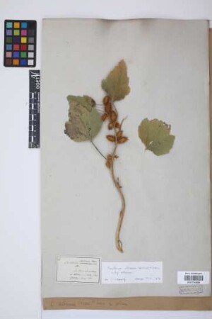 Xanthium albinum (Widder) Scholz