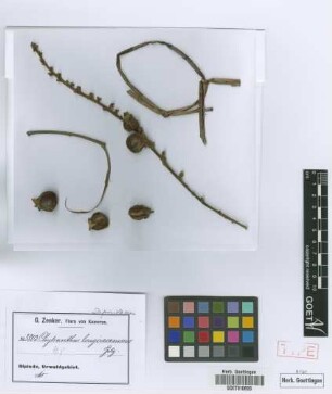 Chytranthus longiracemosus Gilg ex Radlk. [isotype]