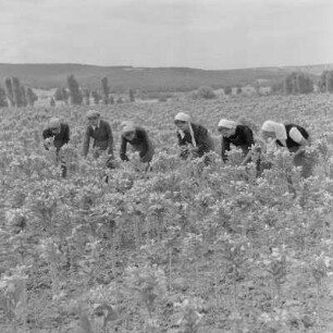Tabakernte auf den Feldern der Landwirtschaftlichen Produktionsgenossenschaft in Konusch in der Gegend von Chaskowo