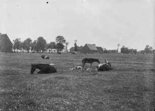 Lüneburger Heide : Lüneburger Heide. Viehkoppel vor einem Heidedorf