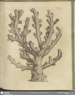 Tab. 38