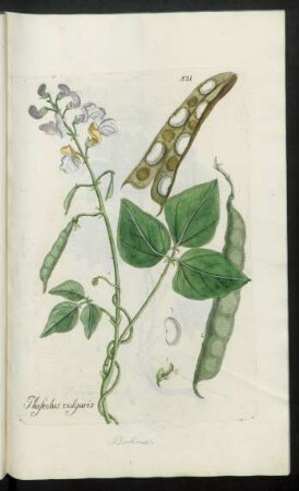 521. Phaseolus vulgaris