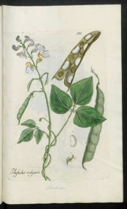 521. Phaseolus vulgaris