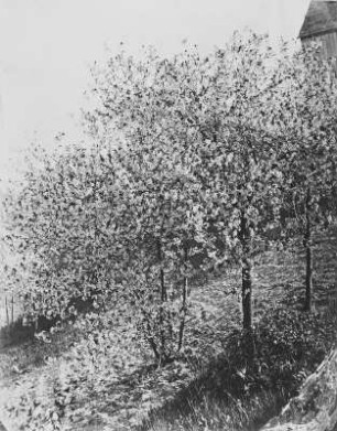 Baumblüte : Baumblüte. Albuminpapier; 19,5 x 16 cm (um 1865; A. Kotzsch). Dresden: Privatbesitz