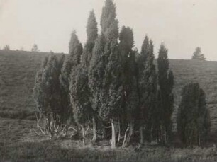 Lüneburger Heide. Wacholdergruppe bei Hützel
