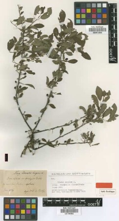 Prunus insititia L. var. Borbás brachypoda[type]