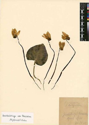 Primulaceae Cyclamen latifolium [Jerusalem, Yerushalayim, El Quds, Al-Quds, Al Quds, El Quds Esh Sherif, Al-Muqaddas, Jérusalem, Gerusalemme, Jerusalén, Aelia Capitolina, Colonia Aelia Capitolina, Hierosolyma, Urusalim, Jerusalem]