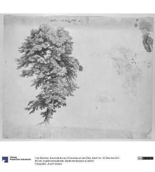 Baumstudie bei Schandau an der Elbe