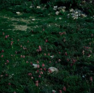 Praisós. Wiese mit Orchis longicruris: gewelltblättriges Knabenkraut
