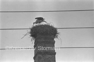 Schornstein mit Storchennest: darauf Storch im Vordergrund Stromlinien