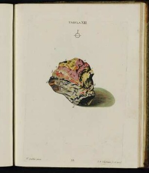 Tabula XIII.