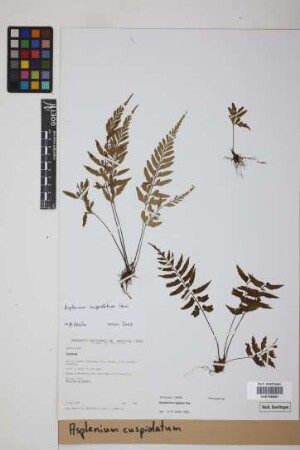 Asplenium cuspidatum Lam.