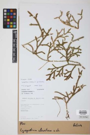 Lycopodium clavatum clavatum L.