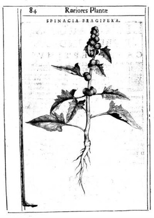 [De Spinacibvs Fragiferis. Capvt Octavvm.]