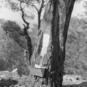 Thasos, Makedonien, Insel in der nördlichen Ägäis, Baumharzgewinnung