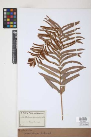 Blechnum serrulatum Rich.