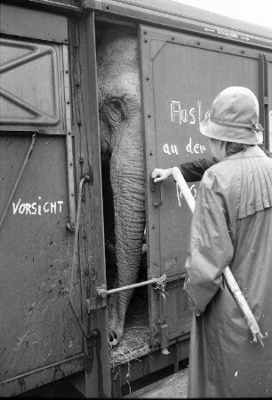 Schenkung der indischen Elefantendame "Piccolo" an den Karlsruher Zoo durch den Zirkus Roland-Busch.