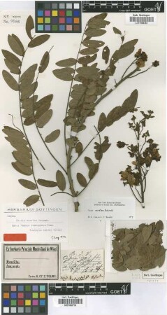 Cassia fastigiata Nees [isotype]