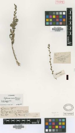 Lythrum campestre Griseb. [type]