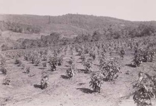 Mufindi, deutsche Teepflanzung : Tanganyika Territory (heute: Tansania). Mufindi, neuangelegte deutsche Teepflanzung, 1936