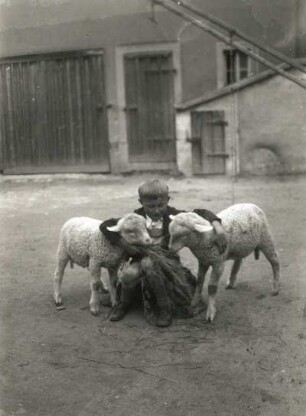 Knabe mit zwei Lämmern auf einem Bauernhof