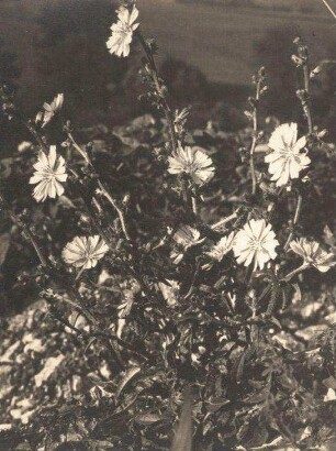 Gemeine oder Gewöhnliche Wegwarte (Cichorium intybus)
