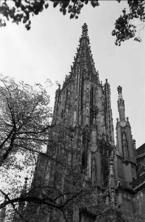 Ulm: Münsterturm durch die Bäume gesehen