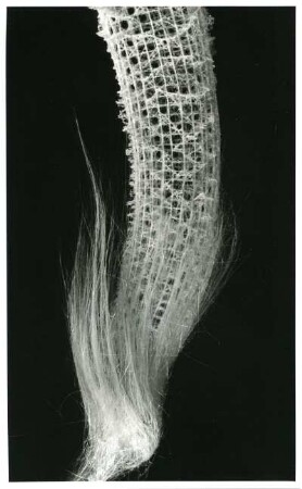 Euplectella oweni Marshall, Schwamm, Sagami Bay, Japan