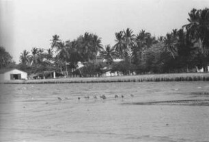 Strand von Kilwa mit Vögeln : Strandlandschaft mit Vögeln, Palmen und Hütten.