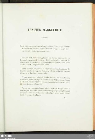 Fraisier Marguerite