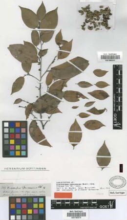 Discocarpus spruceanus Müll.Arg. [isolectotype]