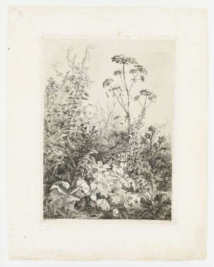 Große Berle und Hopfen, Blatt 2 der Folge "Les deux grandes plantes"