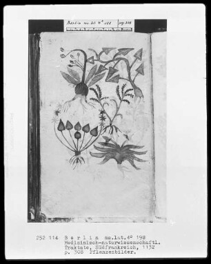 Medizinische Sammelhandschrift — Pflanzenbilder, Folio 308