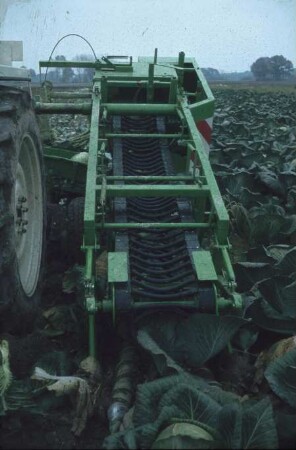 Fotografie: Gartenbautechnik-Freiland, Erntetechnik, Kopfkohl