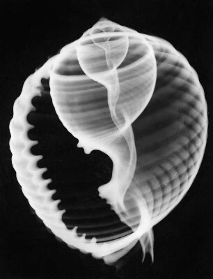 Malea ringens (Gezahnte Tonnenschnecke), Röntgenaufnahme