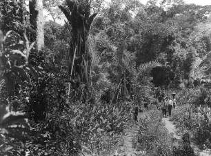 Ang.: Urwald Süd-Kamerun