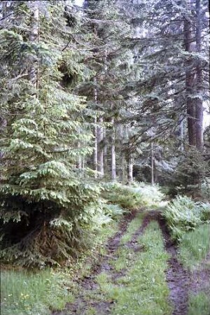 Waldweg auf dem Rinken
