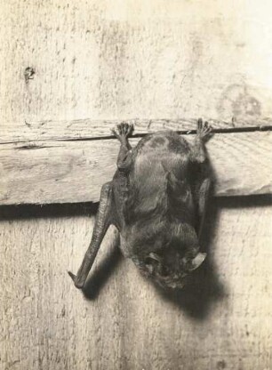 Frühfliegende Fledermaus (Großer Abendsegler, Nyctalus noctula SCHREB.), zur Ruhe aufgehängt, witternd