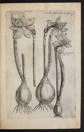 Taf. 25. [Narcissus]