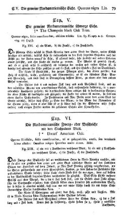 Cap. V. Die gemeine Nordamericanisch schwarze Eiche. Quercus nigra. Lin.