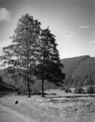 Bergwiese mit Baumgruppe