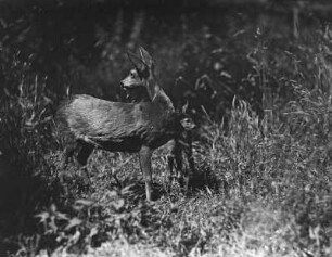 Rehe. Ricke mit Kitz