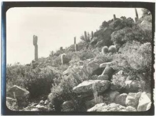 Xerothermer Hangbusch mit Cereus Pasacana am Cerro Ulaxa bei Llica