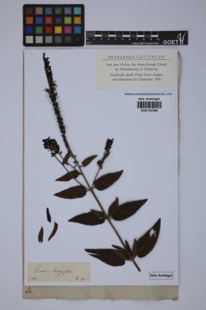 Veronica longifolia longifolia L.